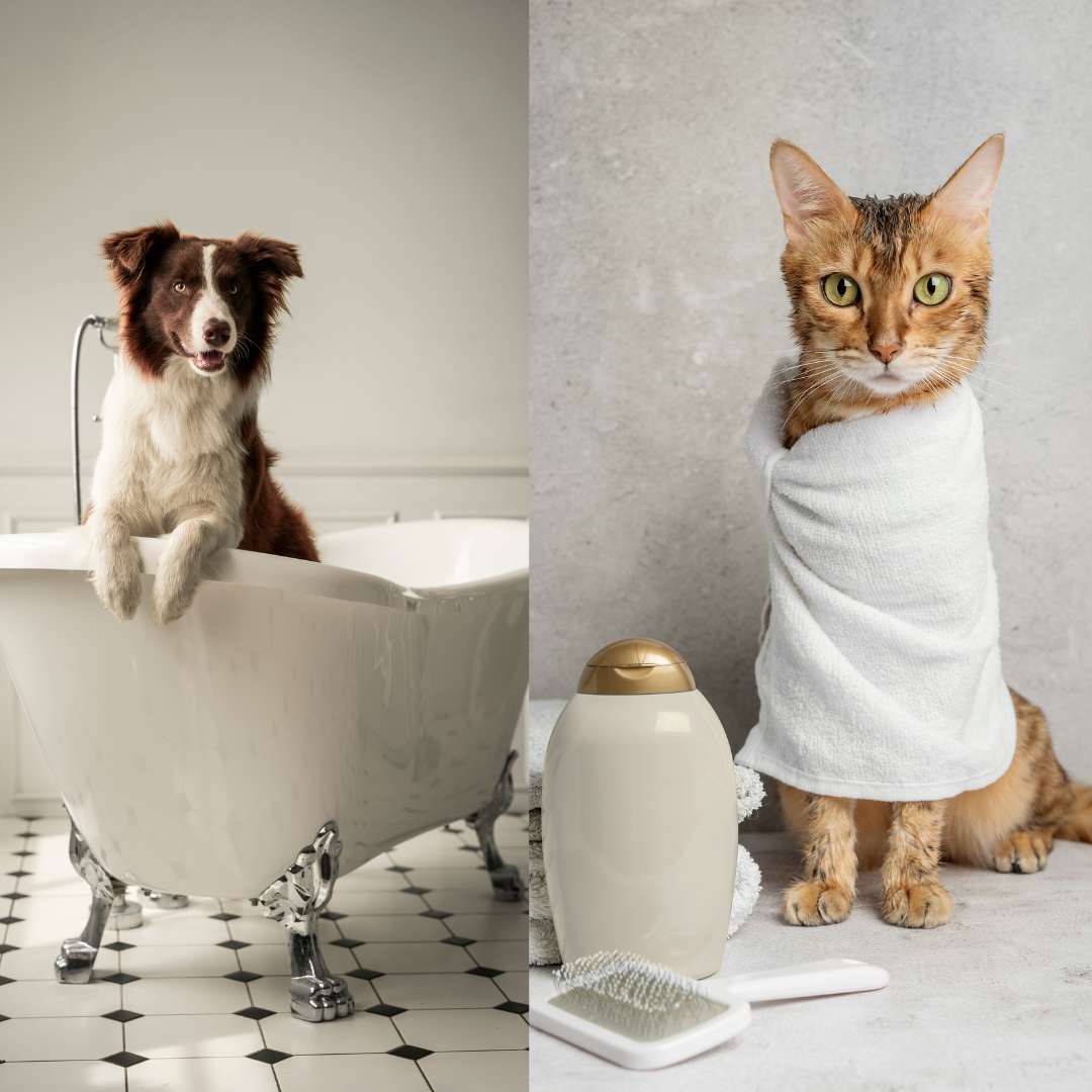 ✨🛁 Grooming &Self-Care Spa