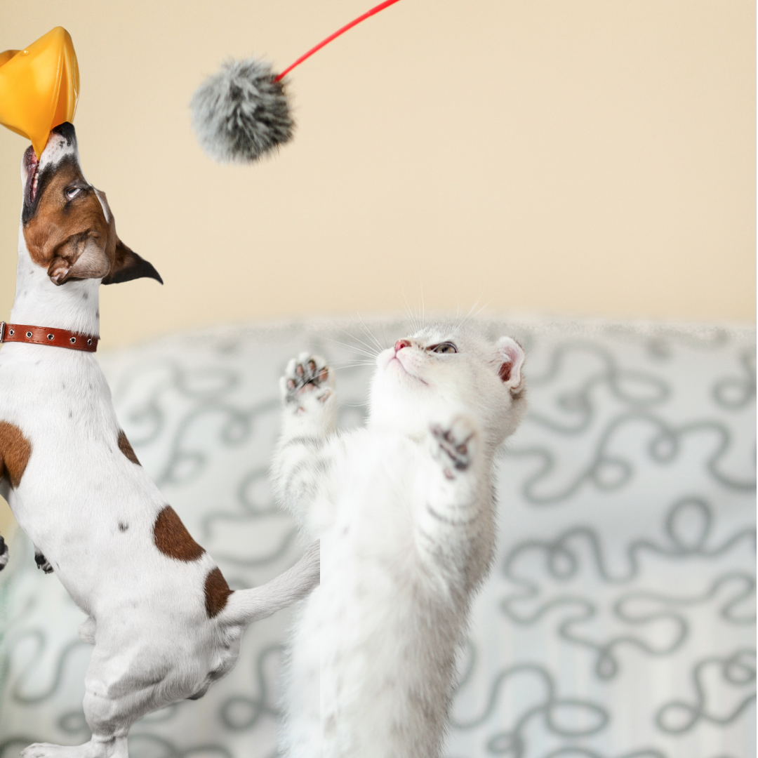 🎉🐾 Playtime & Enrichment