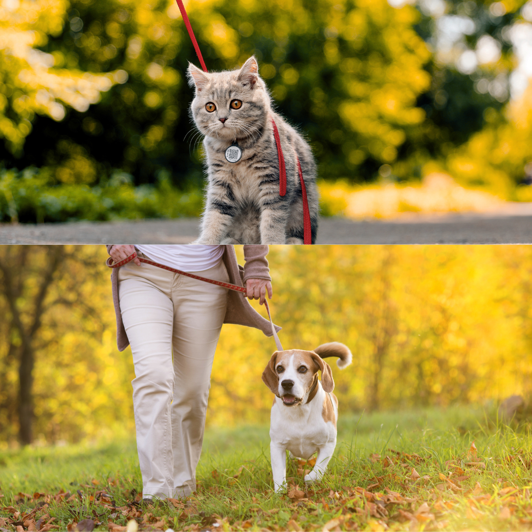 🌍🚶 Travel & Outdoor Adventures